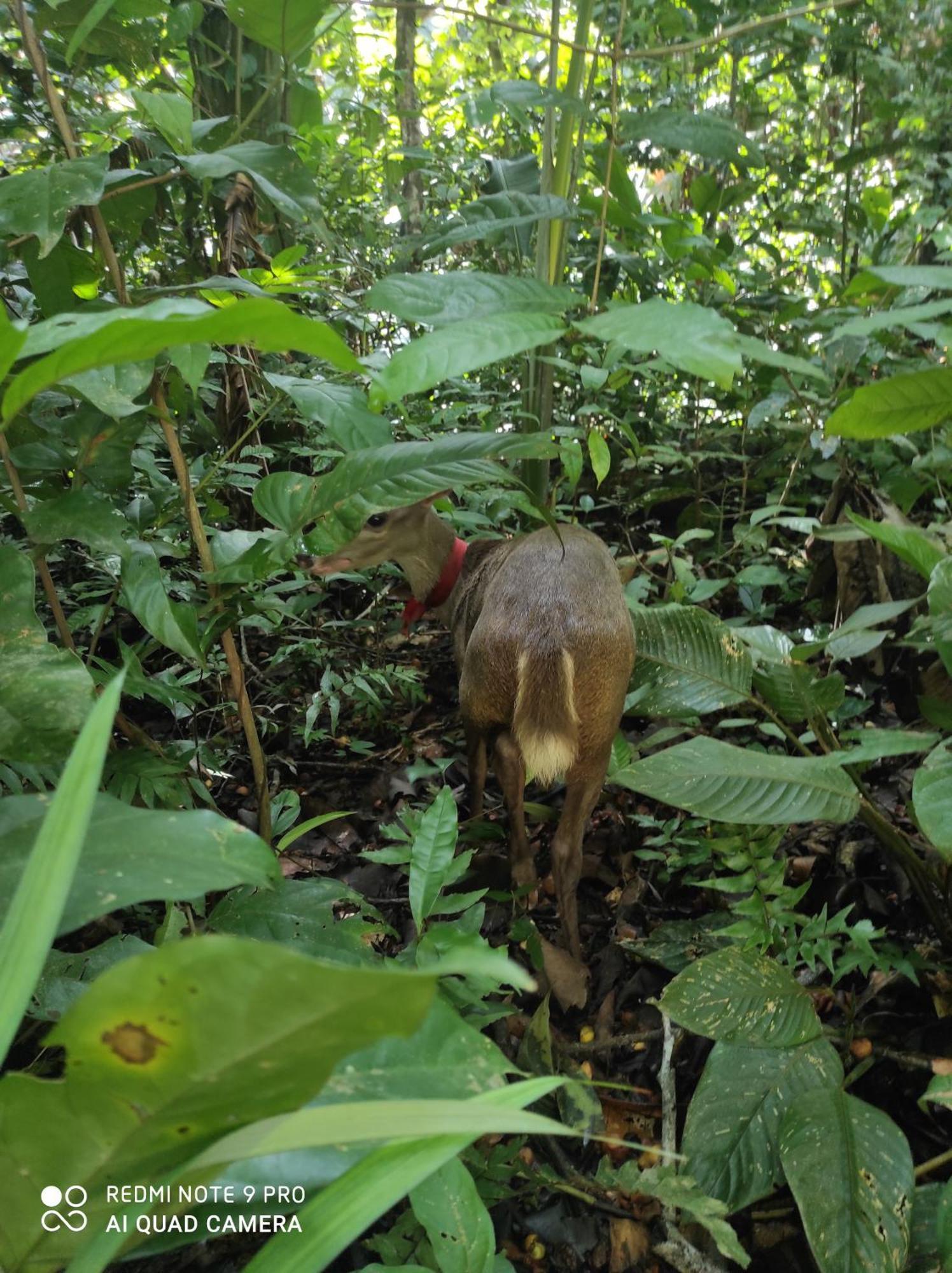Castana Amazon Park Hostel ปูแอร์โต มัลโดนาโด ภายนอก รูปภาพ